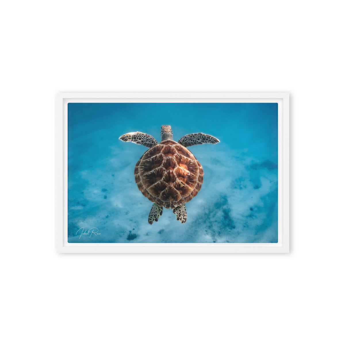 Flying Sea Turtle