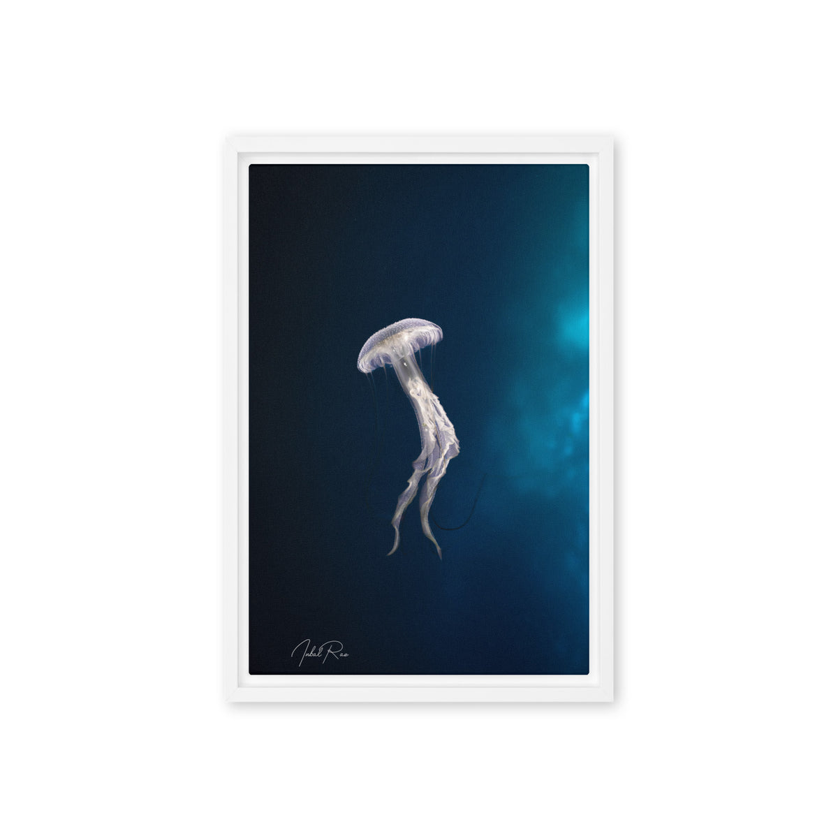 Elegance of a Jellyfish