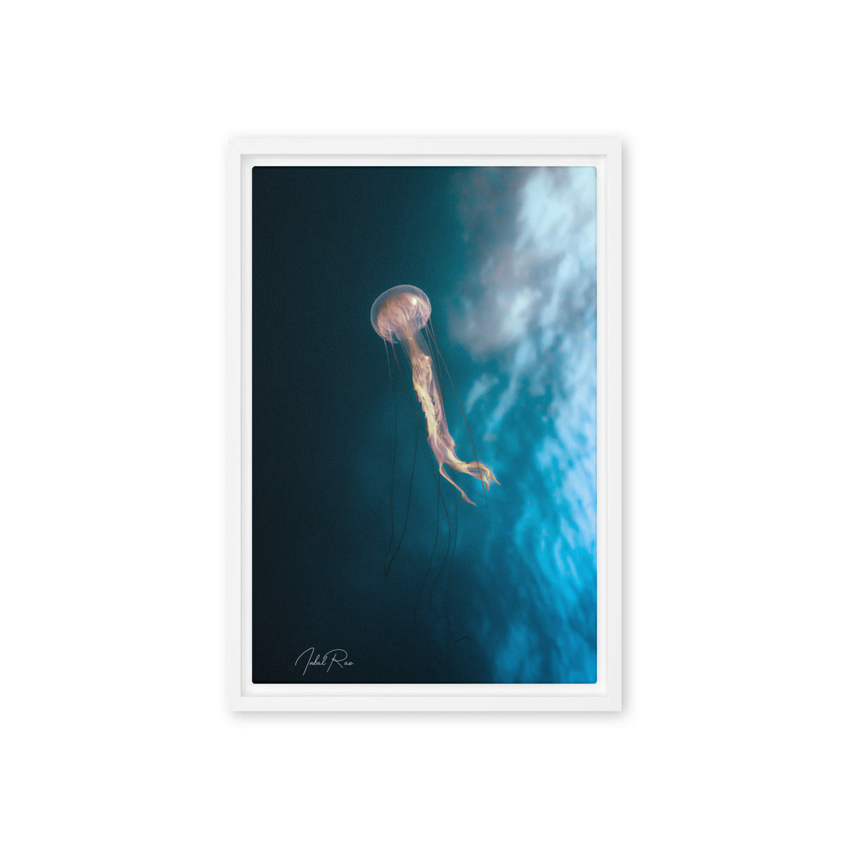 Jellyfish in the Mozambican