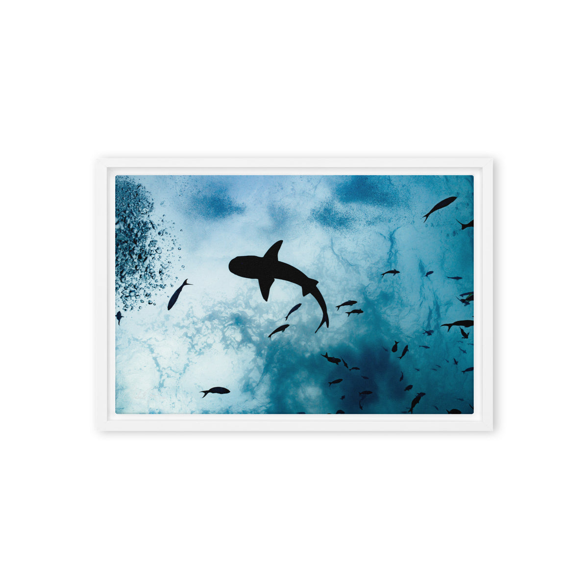 A Shark from a Different Angle