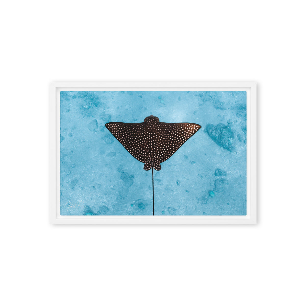 Eagle Ray