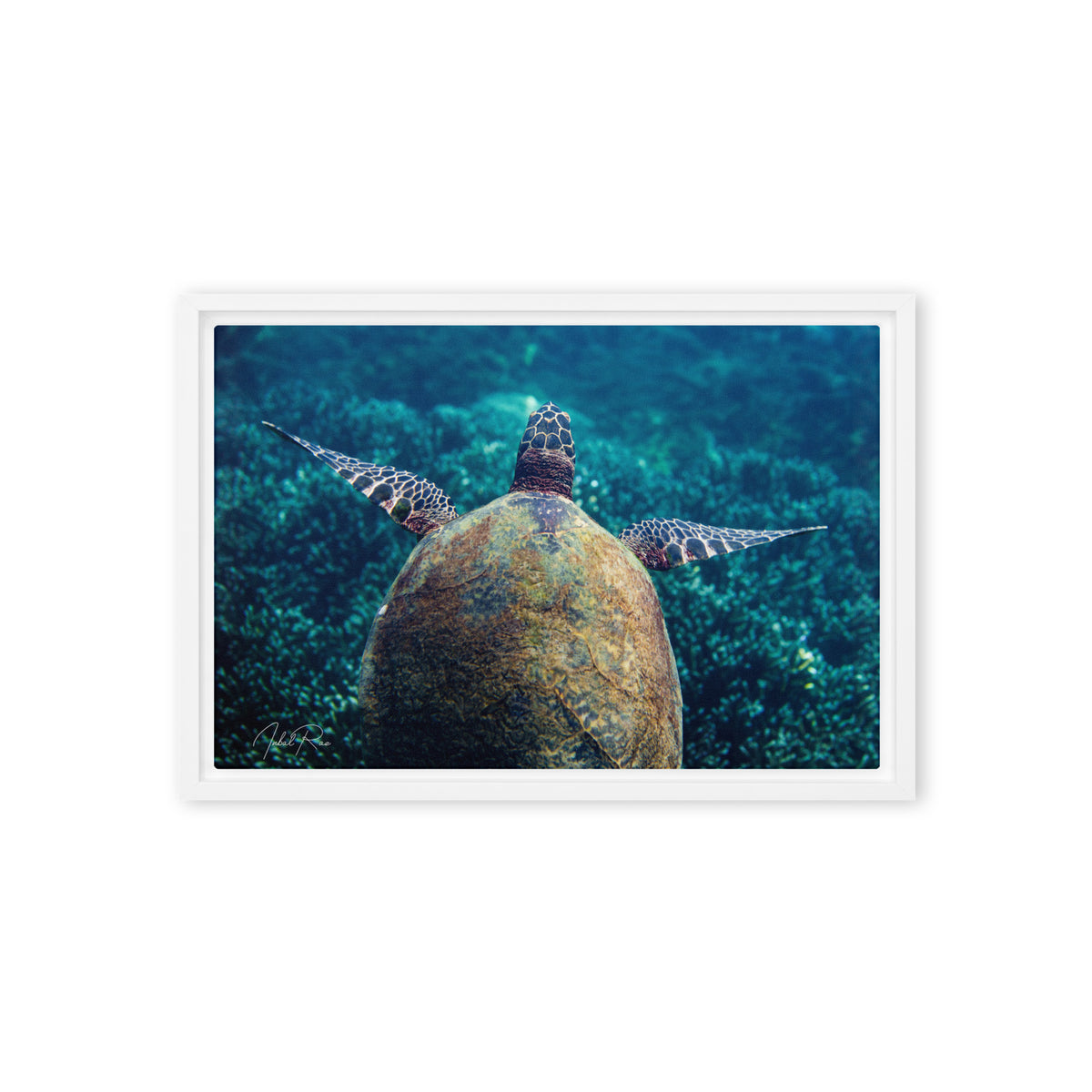 Gliding Sea Turtle