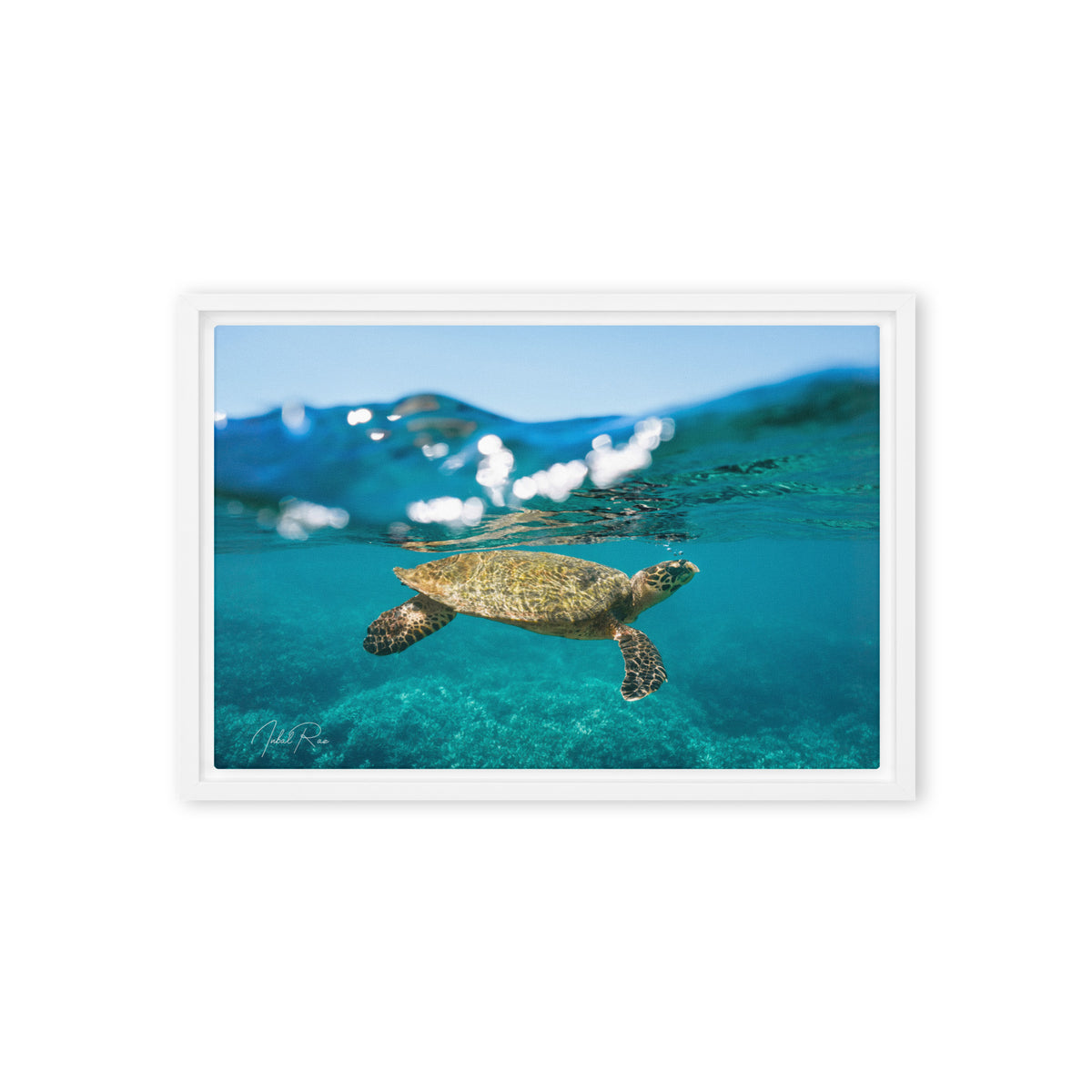Sea Turtle at the Surface