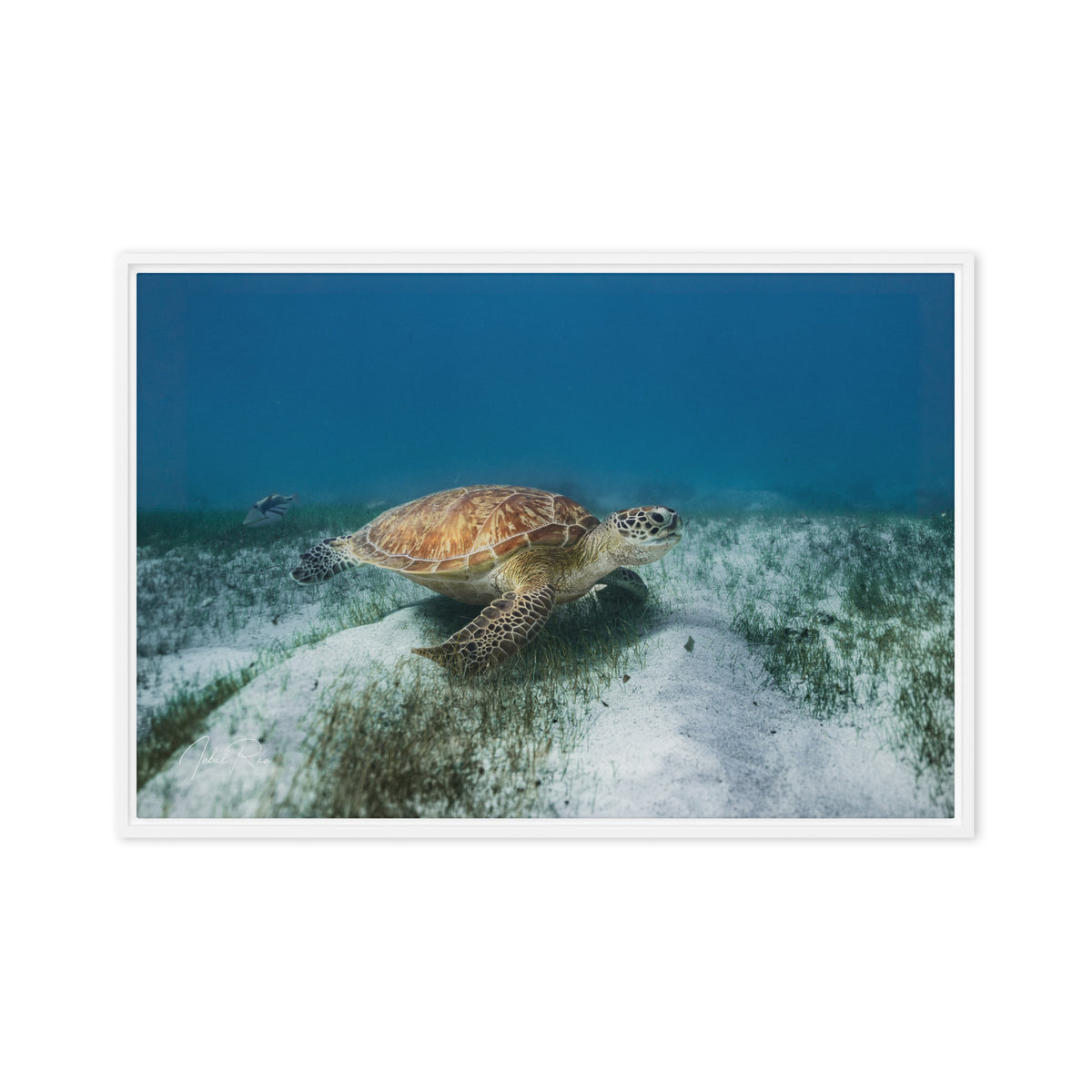 Mauritian Sea Turtle