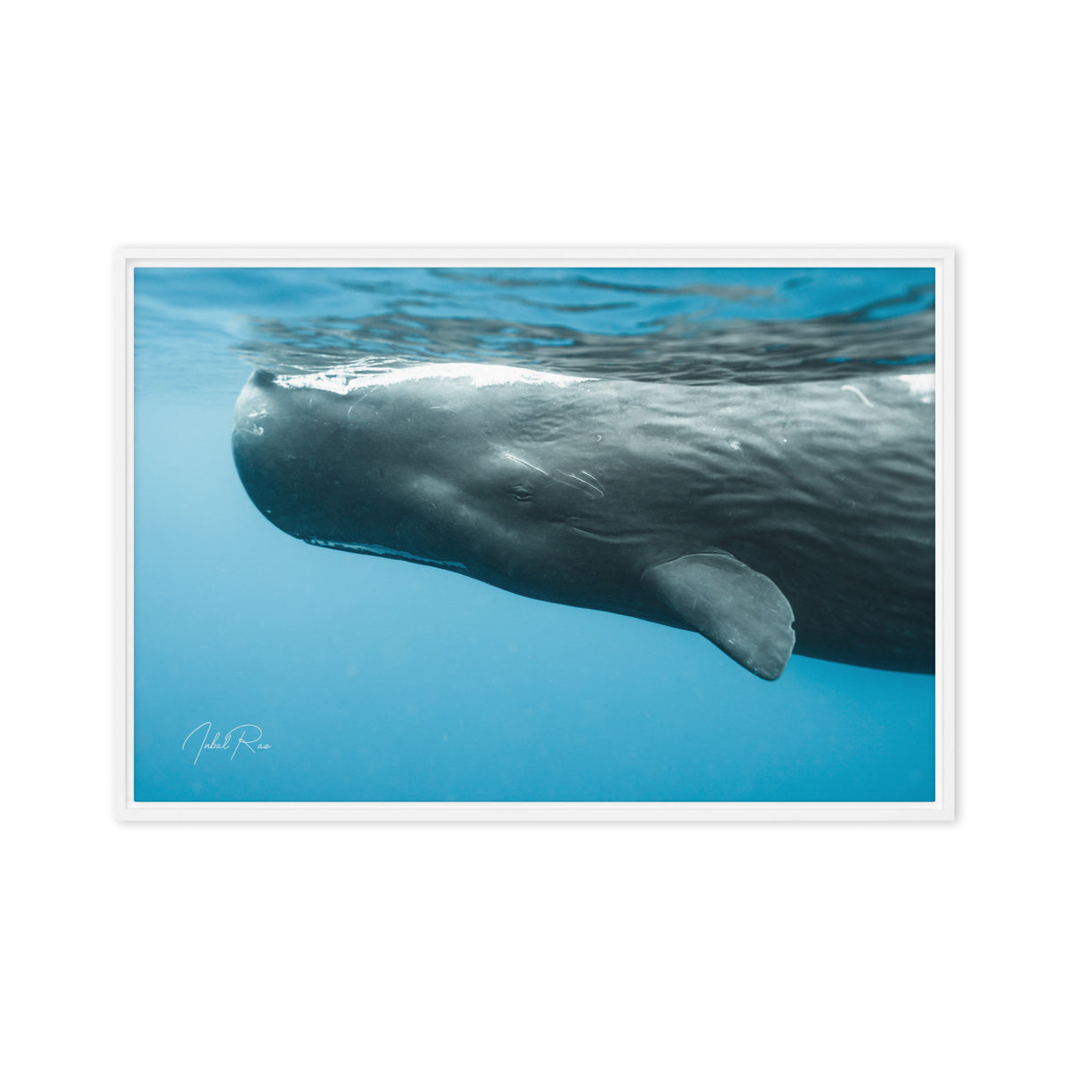 Eye to Eye with a Sperm Whale