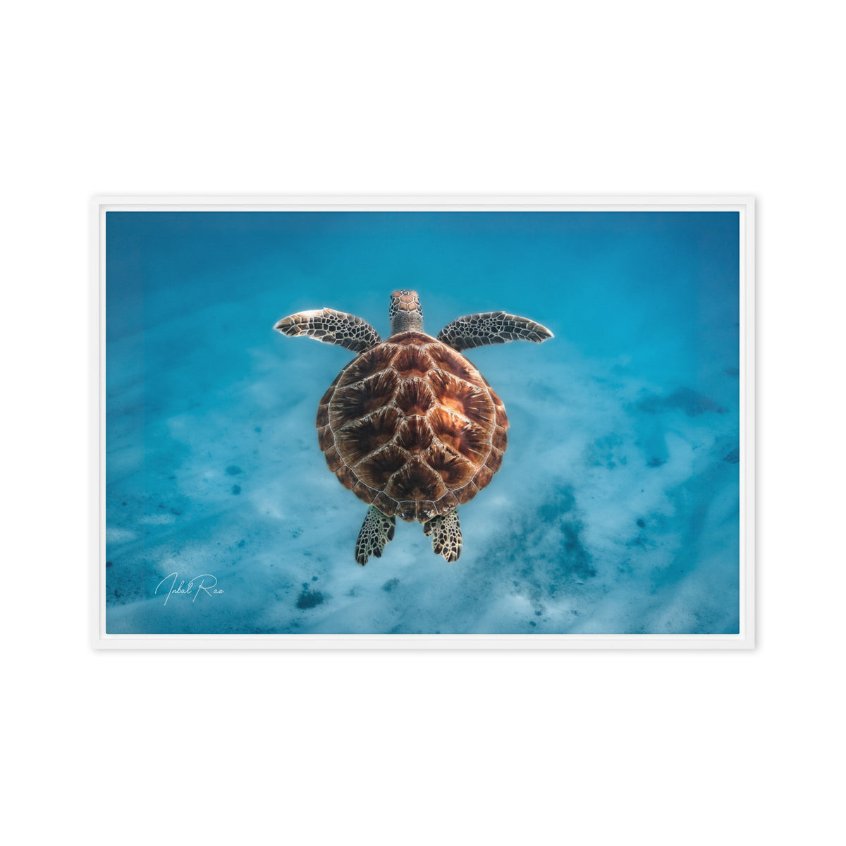 Flying Sea Turtle