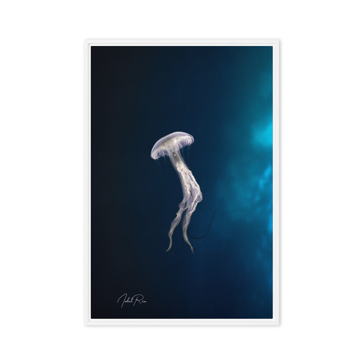 Elegance of a Jellyfish