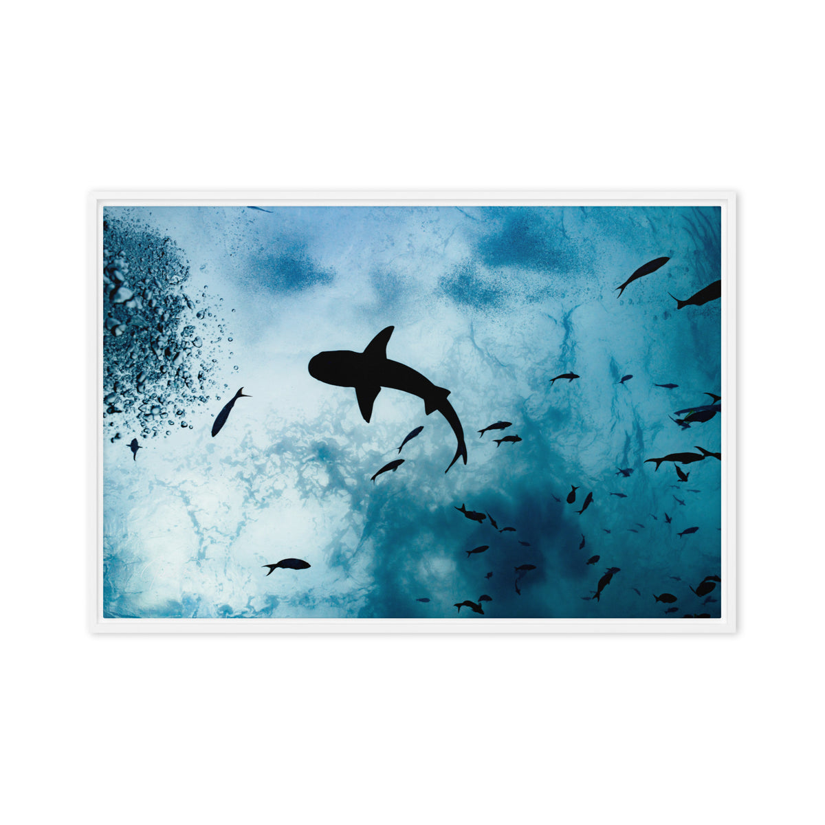 A Shark from a Different Angle