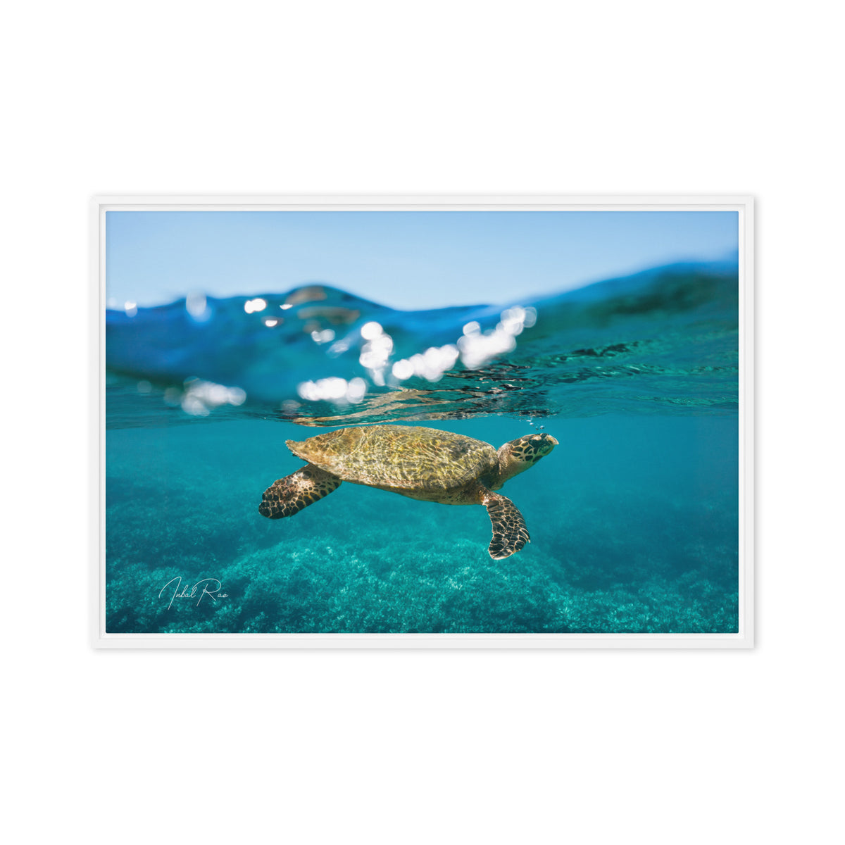 Sea Turtle at the Surface