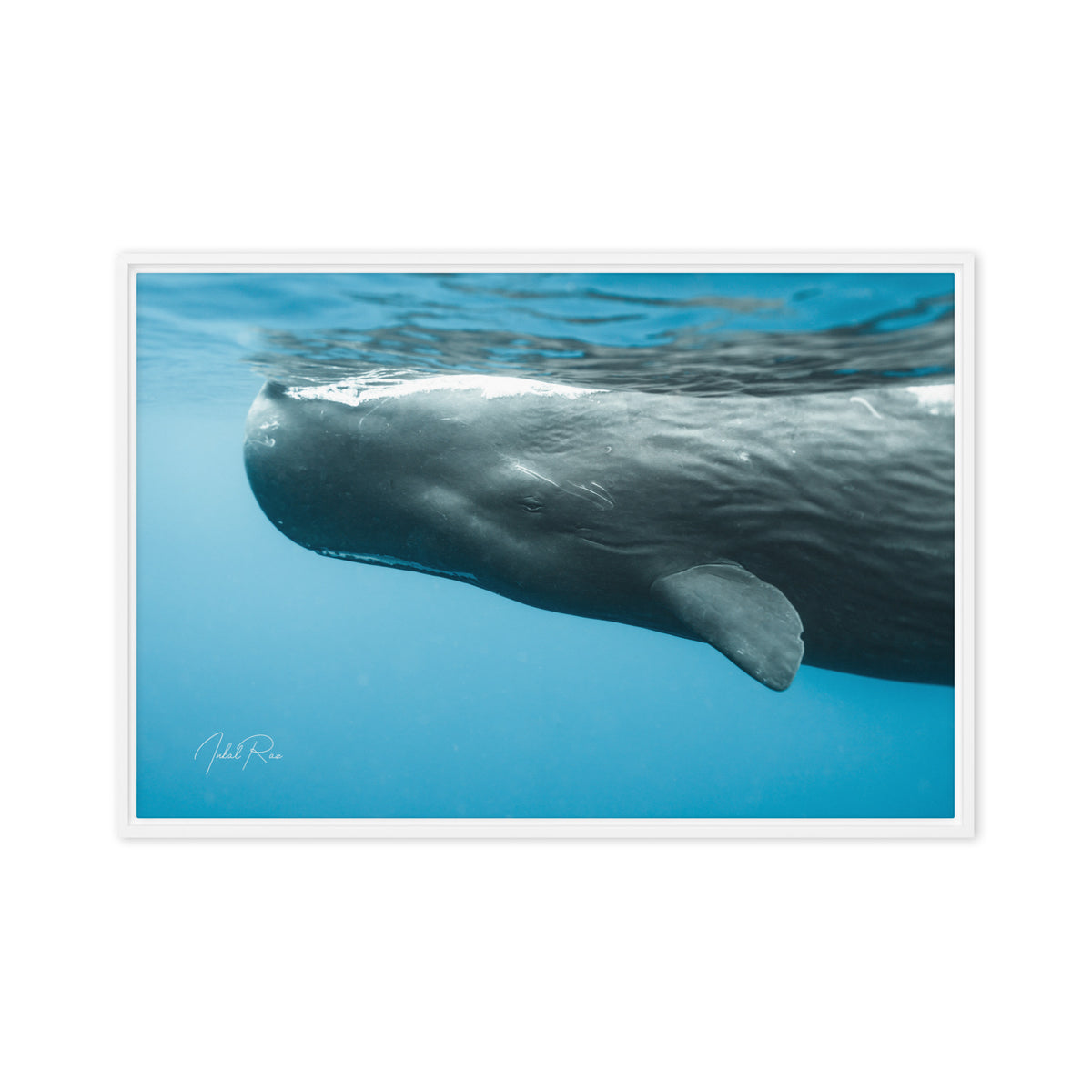 Eye to Eye with a Sperm Whale