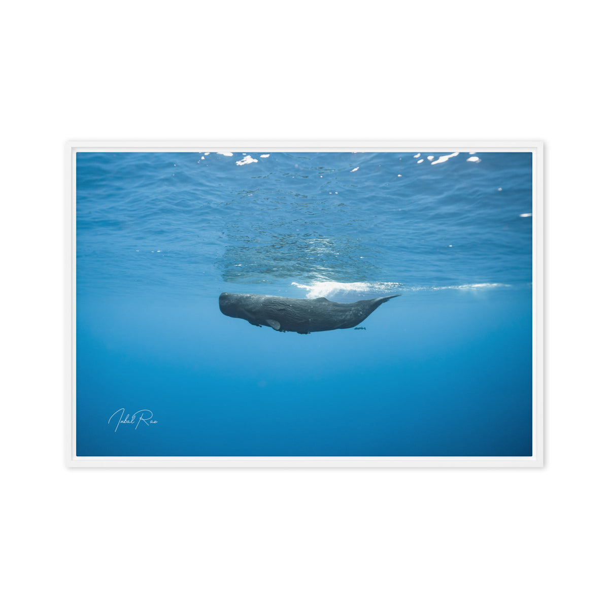 Sperm Whale in the Big Blue