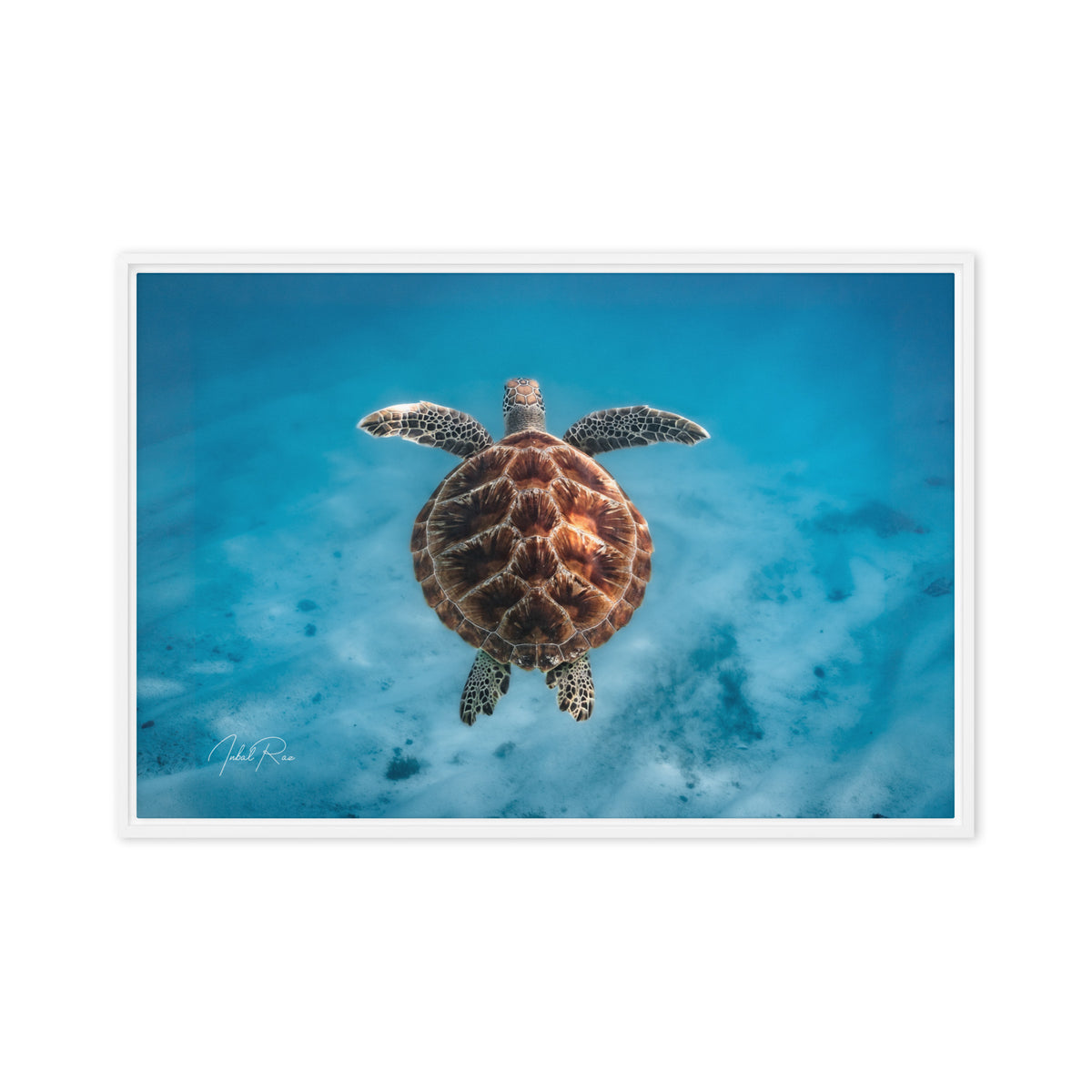 Flying Sea Turtle
