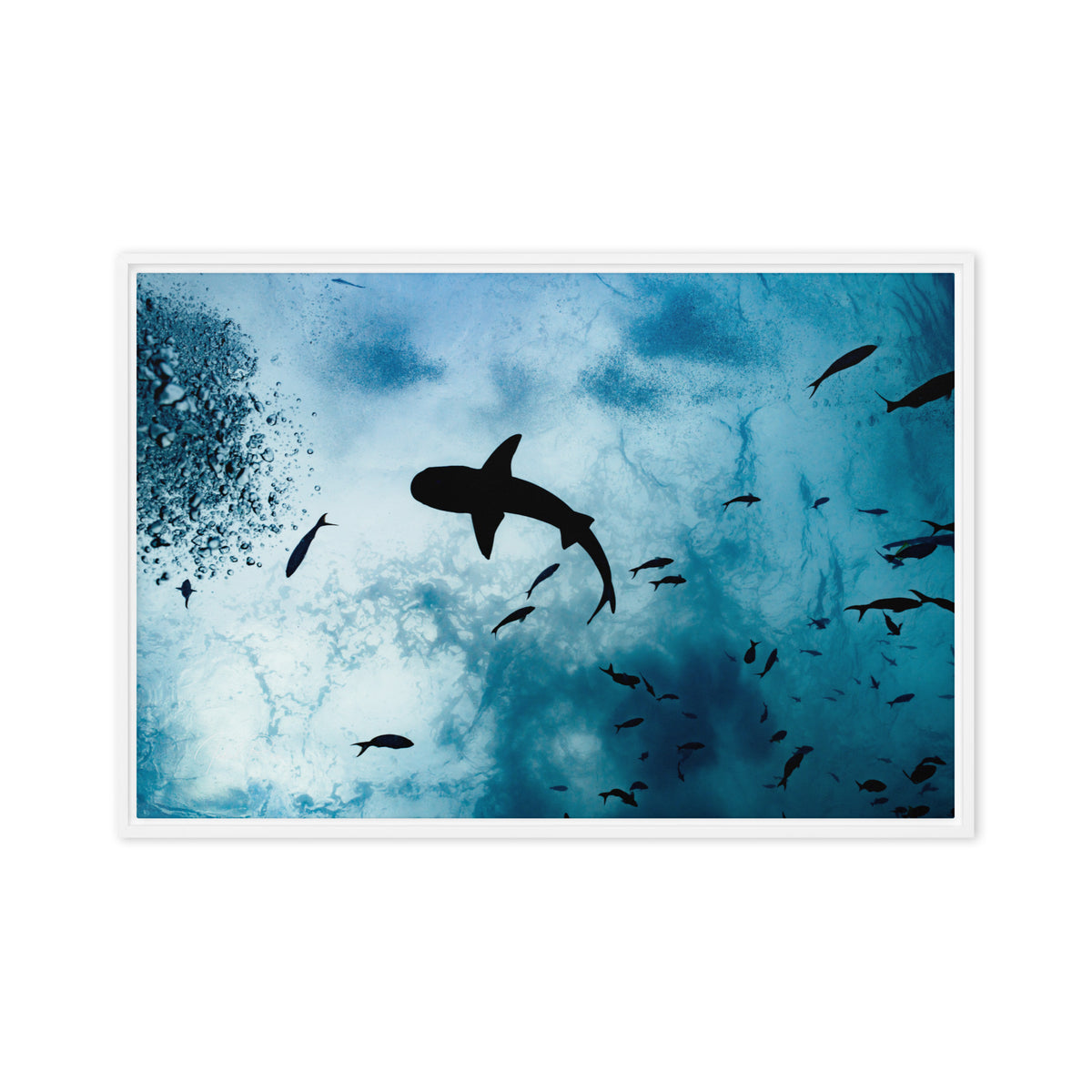 A Shark from a Different Angle