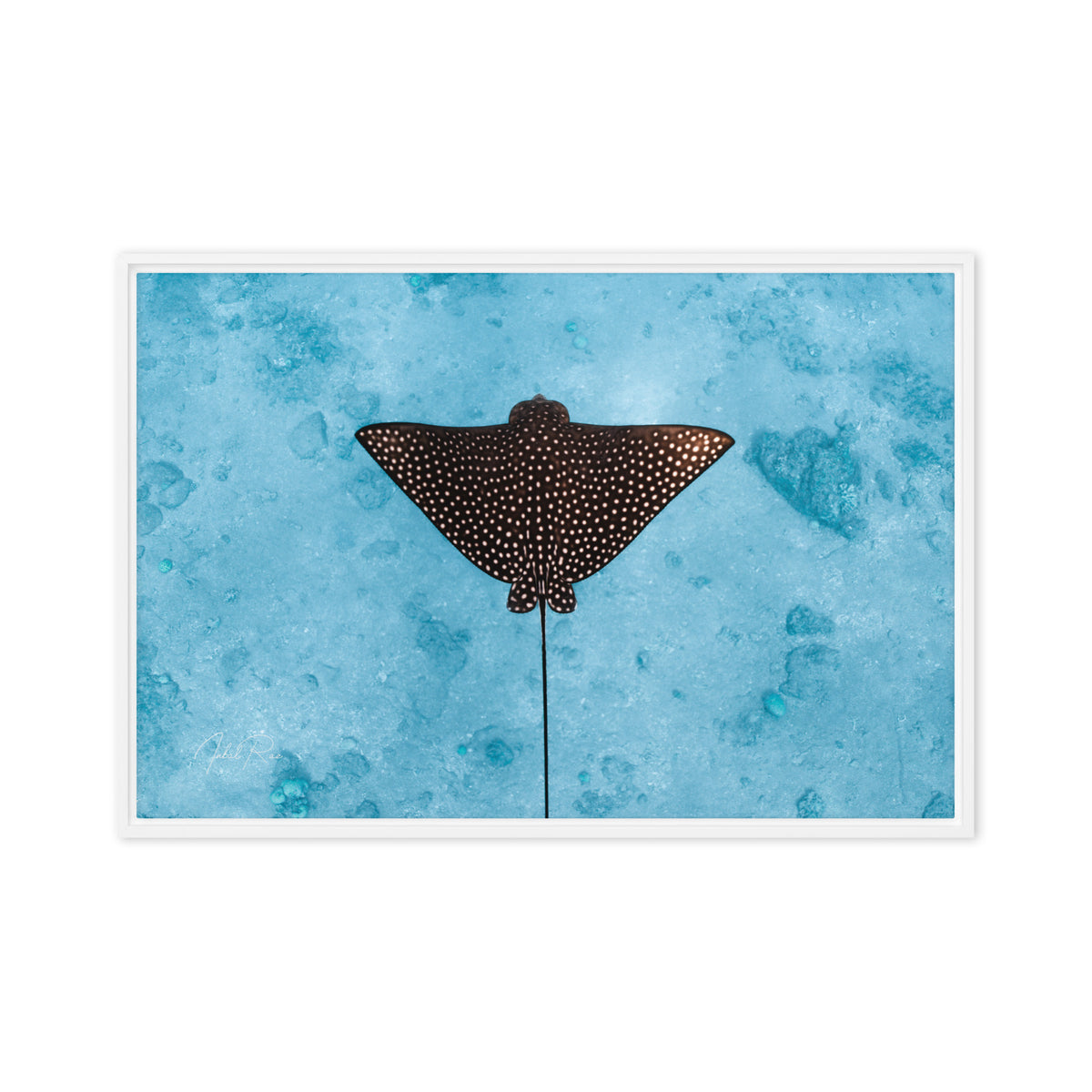 Eagle Ray