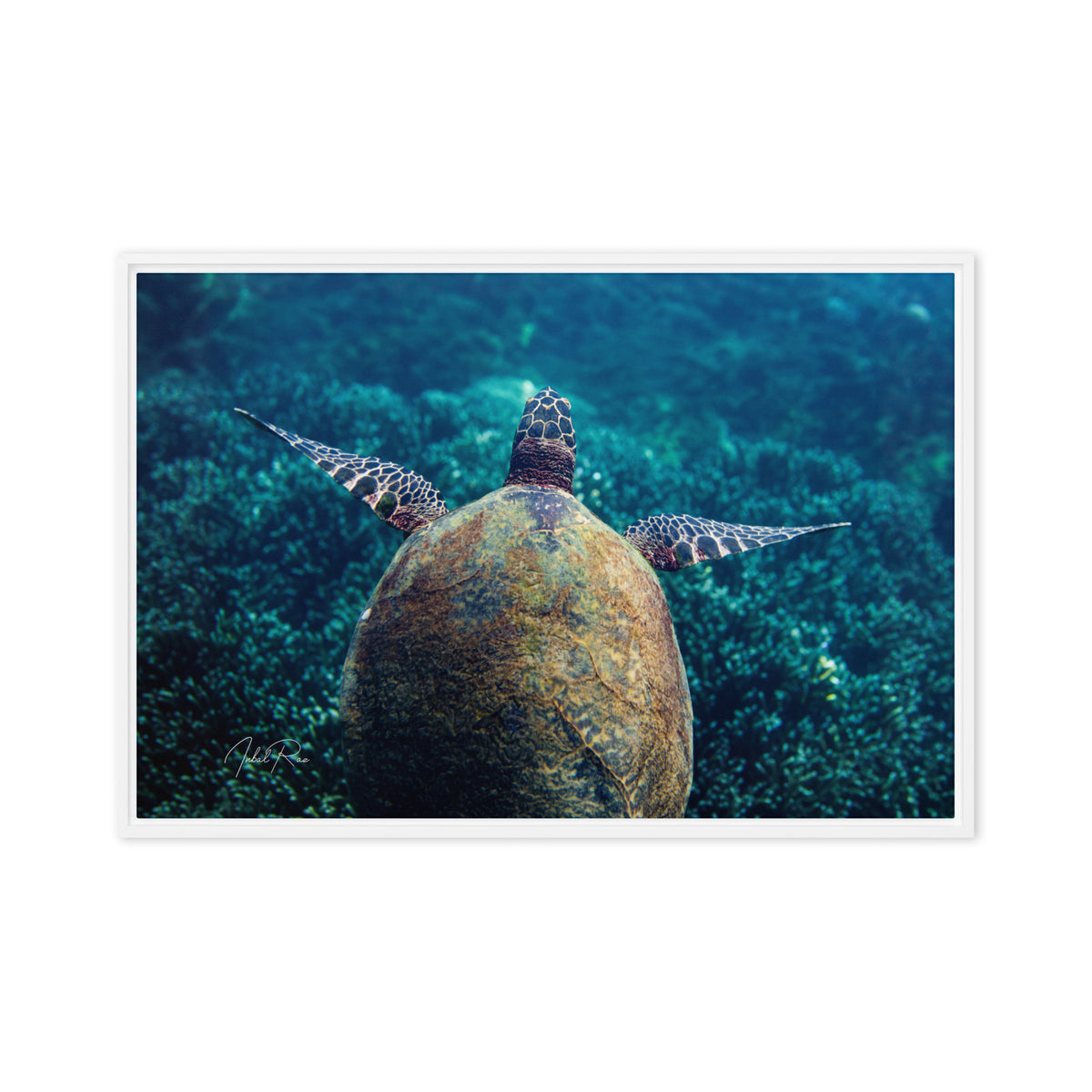 Gliding Sea Turtle