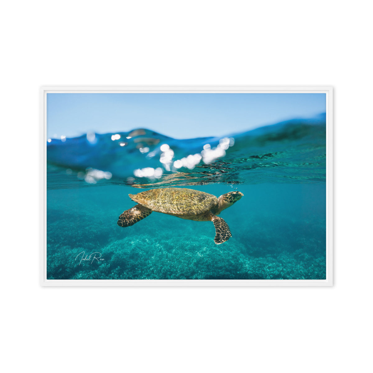 Sea Turtle at the Surface