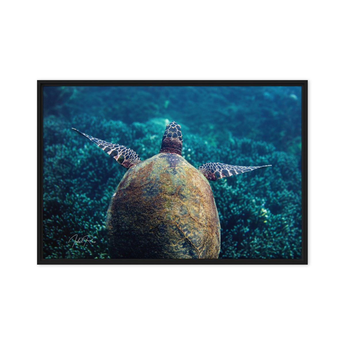 Gliding Sea Turtle framed underwater photography print for ocean lovers