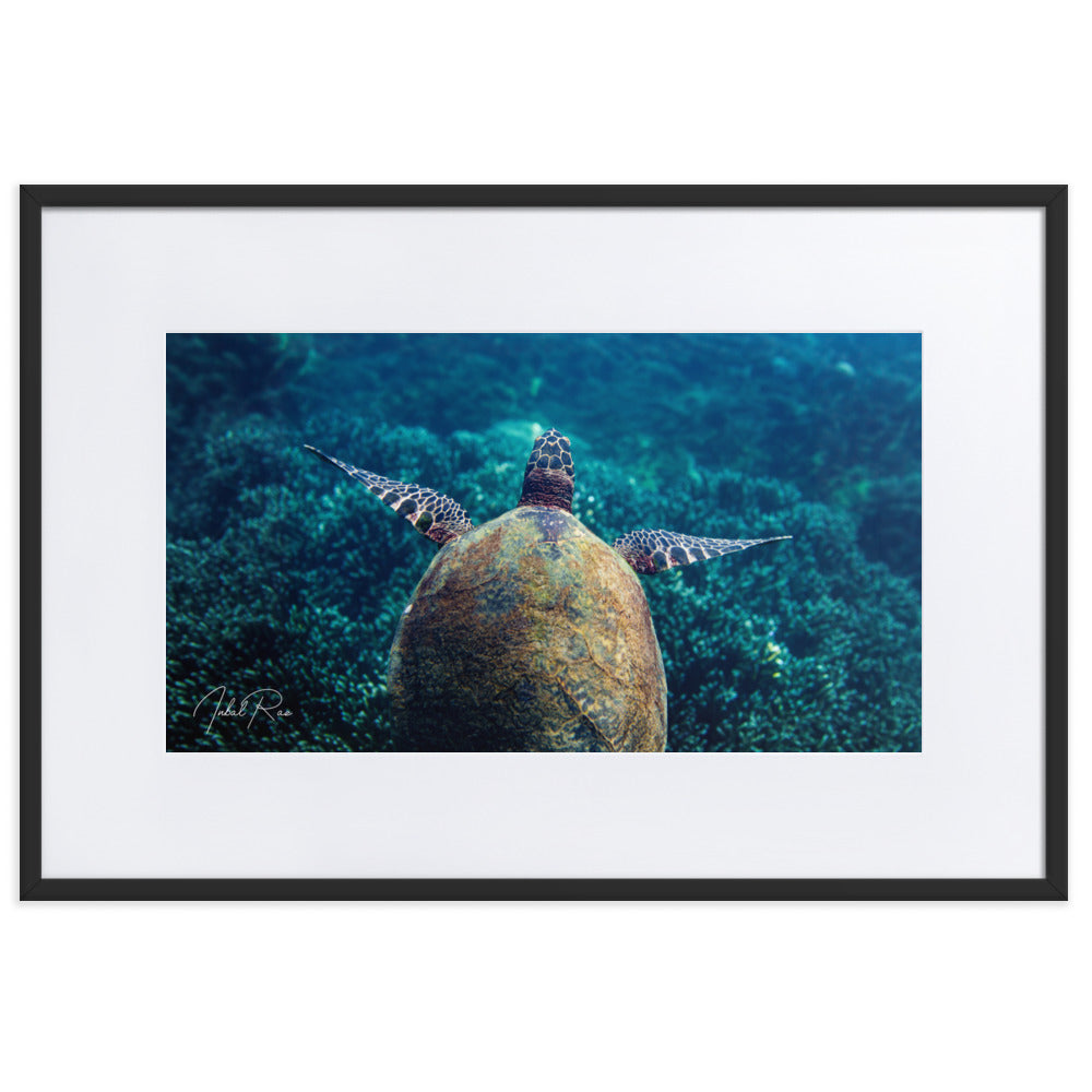 Gliding Sea Turtle matte framed sea turtle wall art print