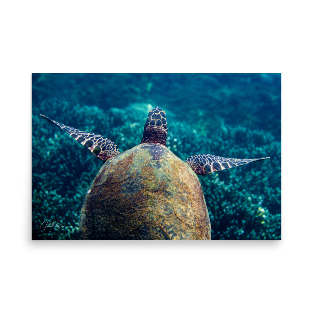 Gliding Sea Turtle unframed underwater sea turtle wall art print from Sri Lanka