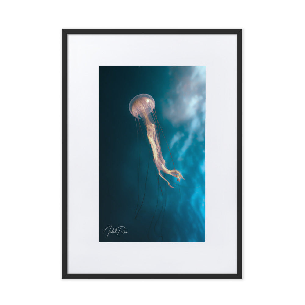 Jellyfish in the Mozambican Ocean matte framed marine life wall art