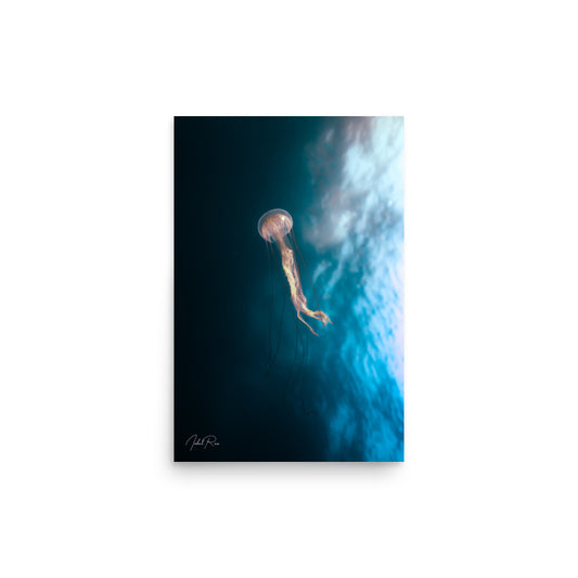 Jellyfish in the Mozambican Ocean unframed underwater jellyfish wall art print