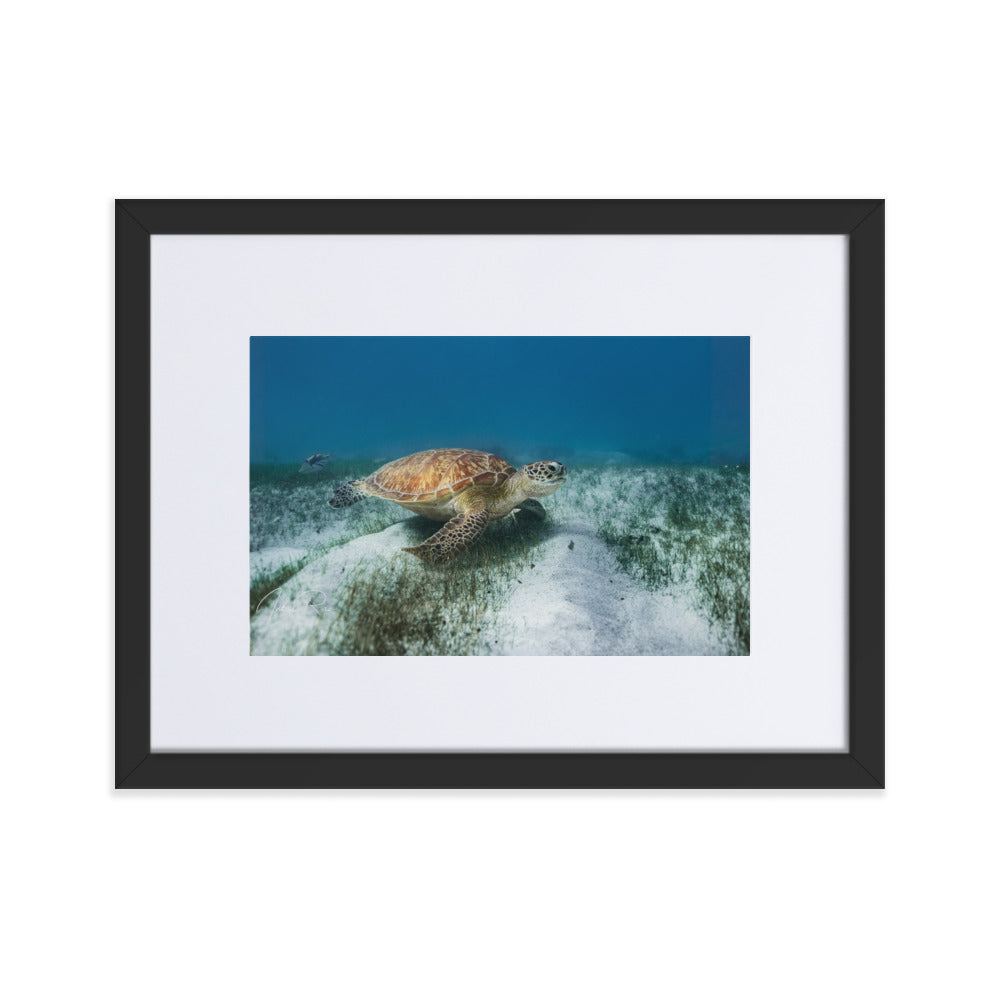 Mauritian Sea Turtle
