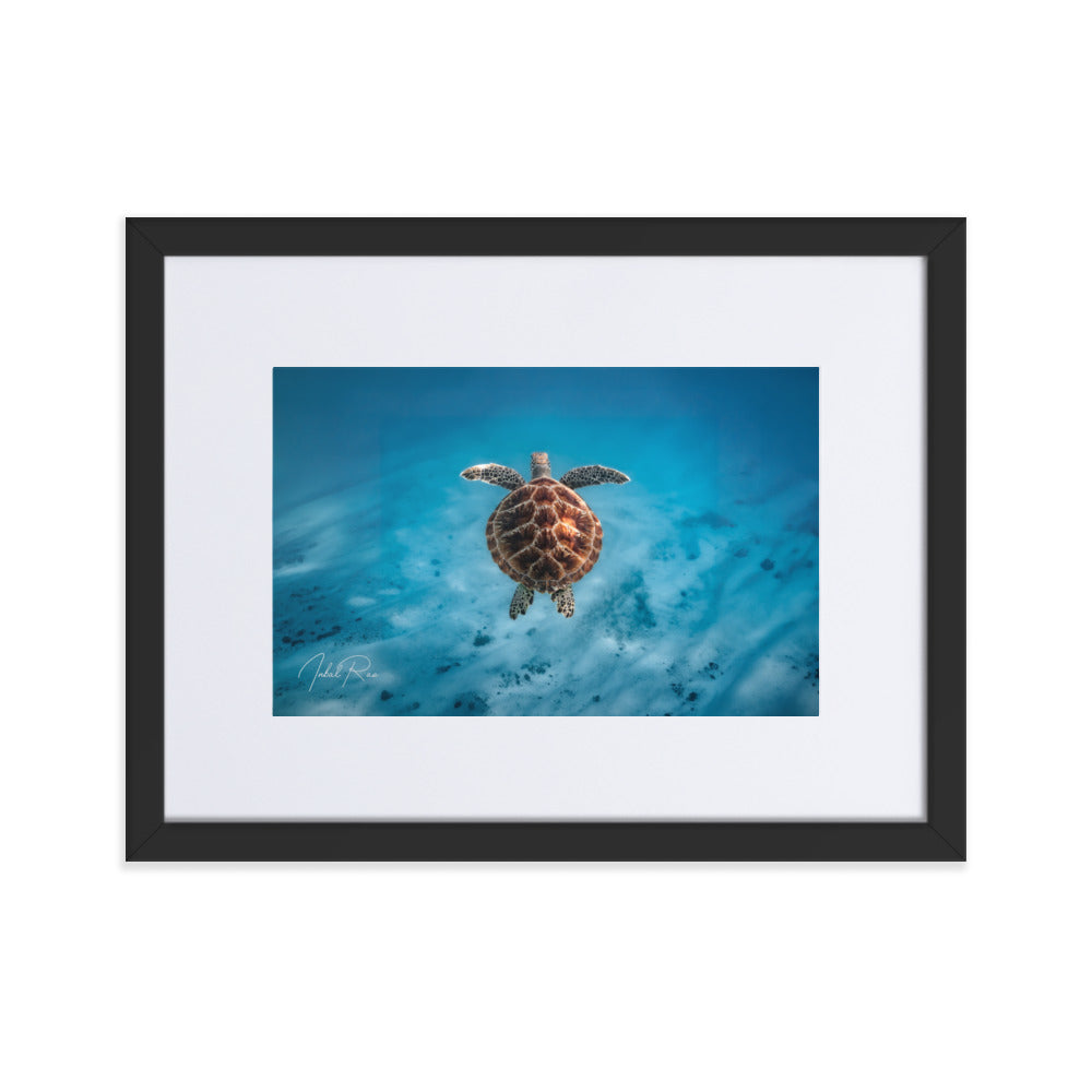 Flying Sea Turtle
