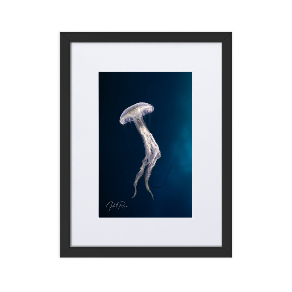 Elegance of a Jellyfish