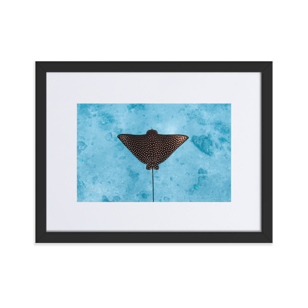 Eagle Ray