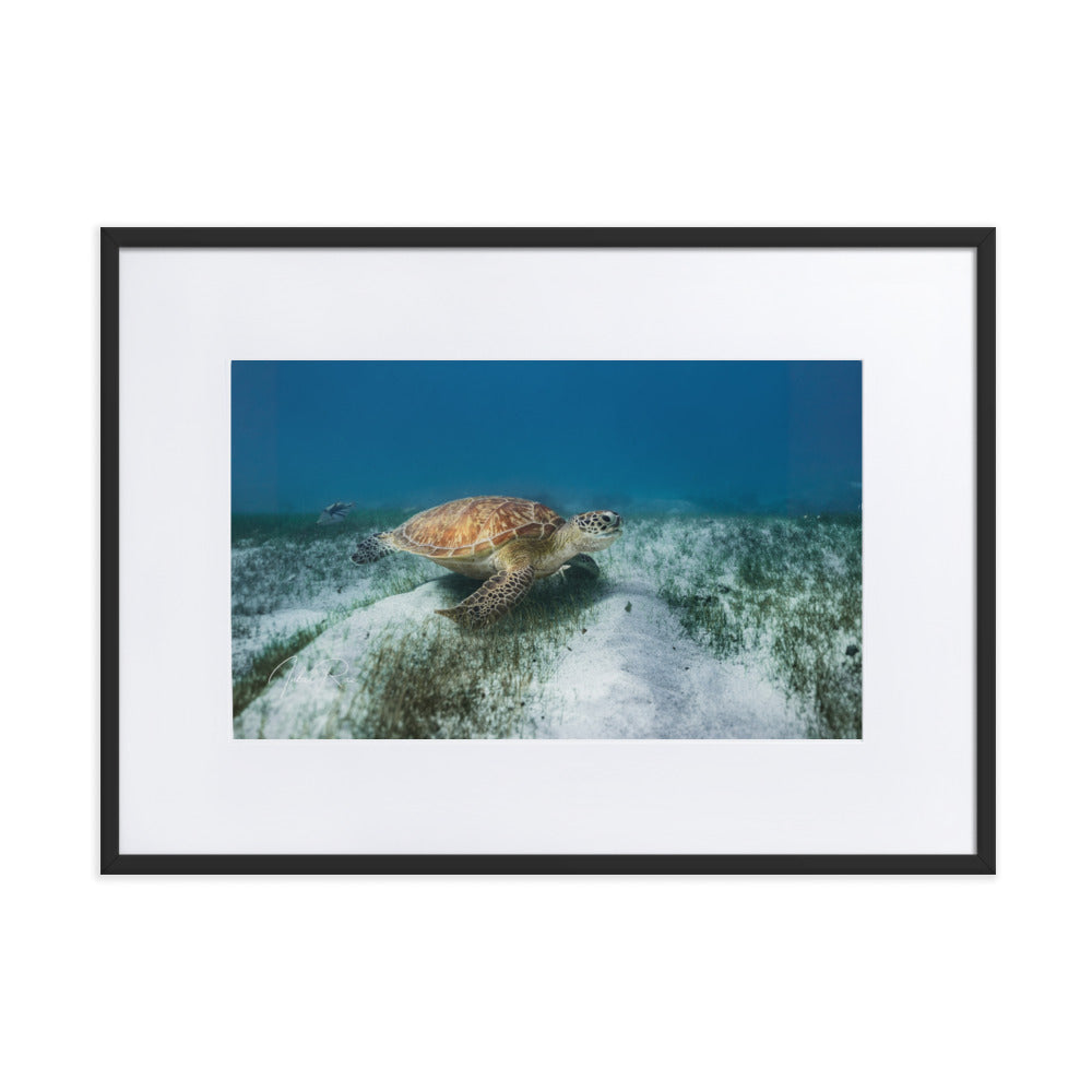 Mauritian Sea Turtle