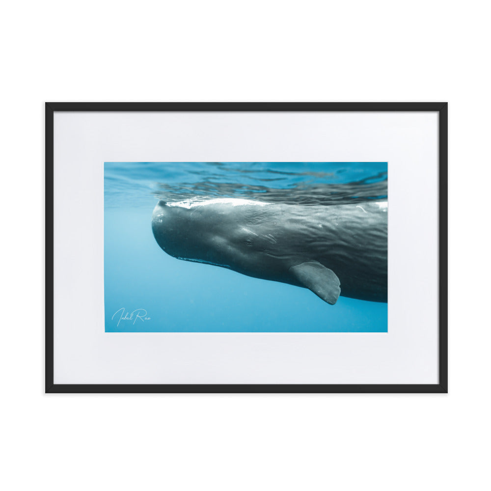 Eye to Eye with a Sperm Whale