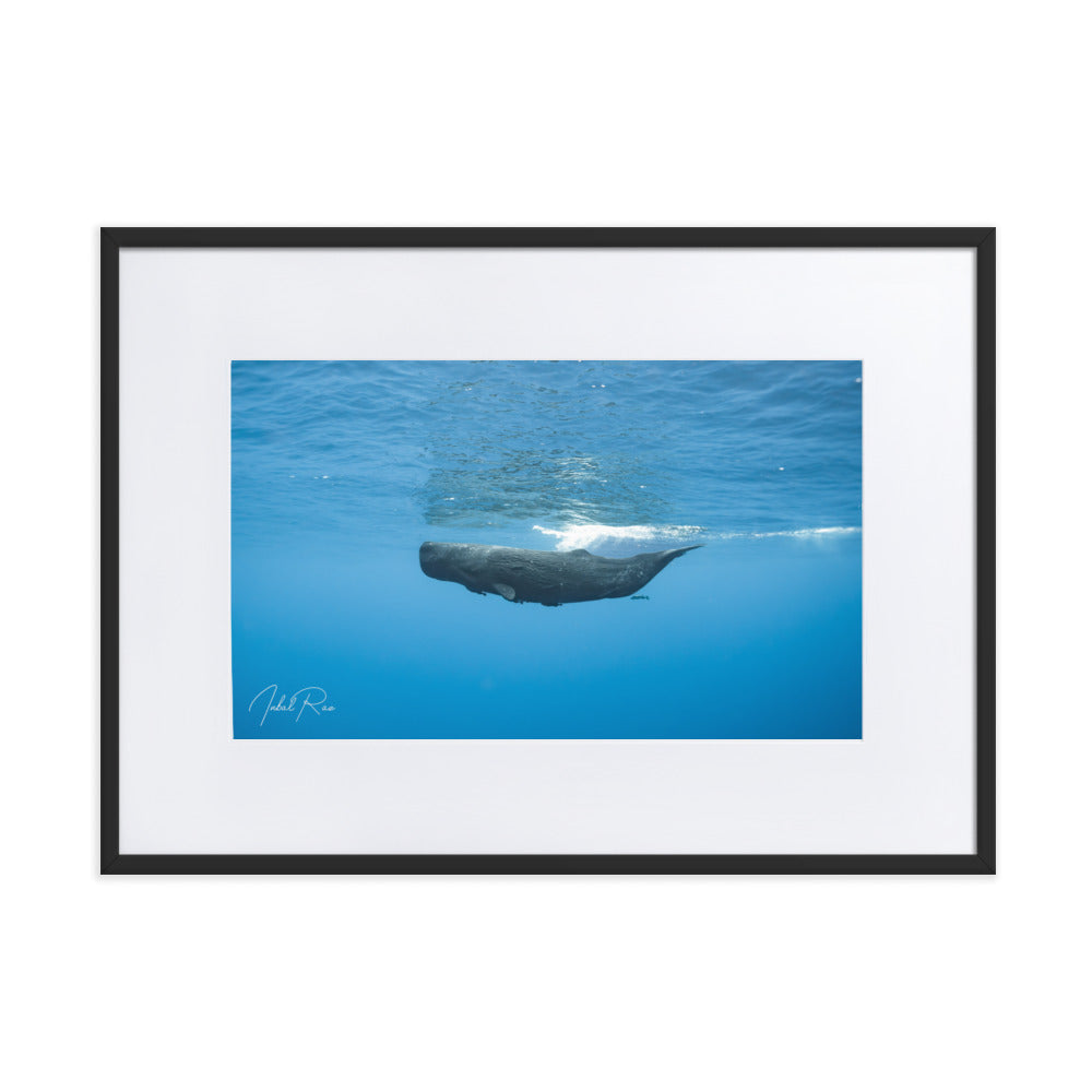 Sperm Whale in the Big Blue