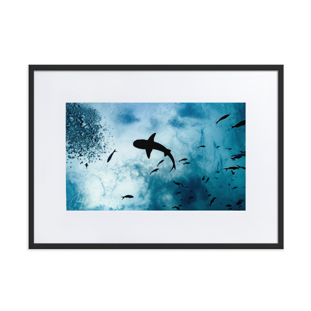A Shark from a Different Angle