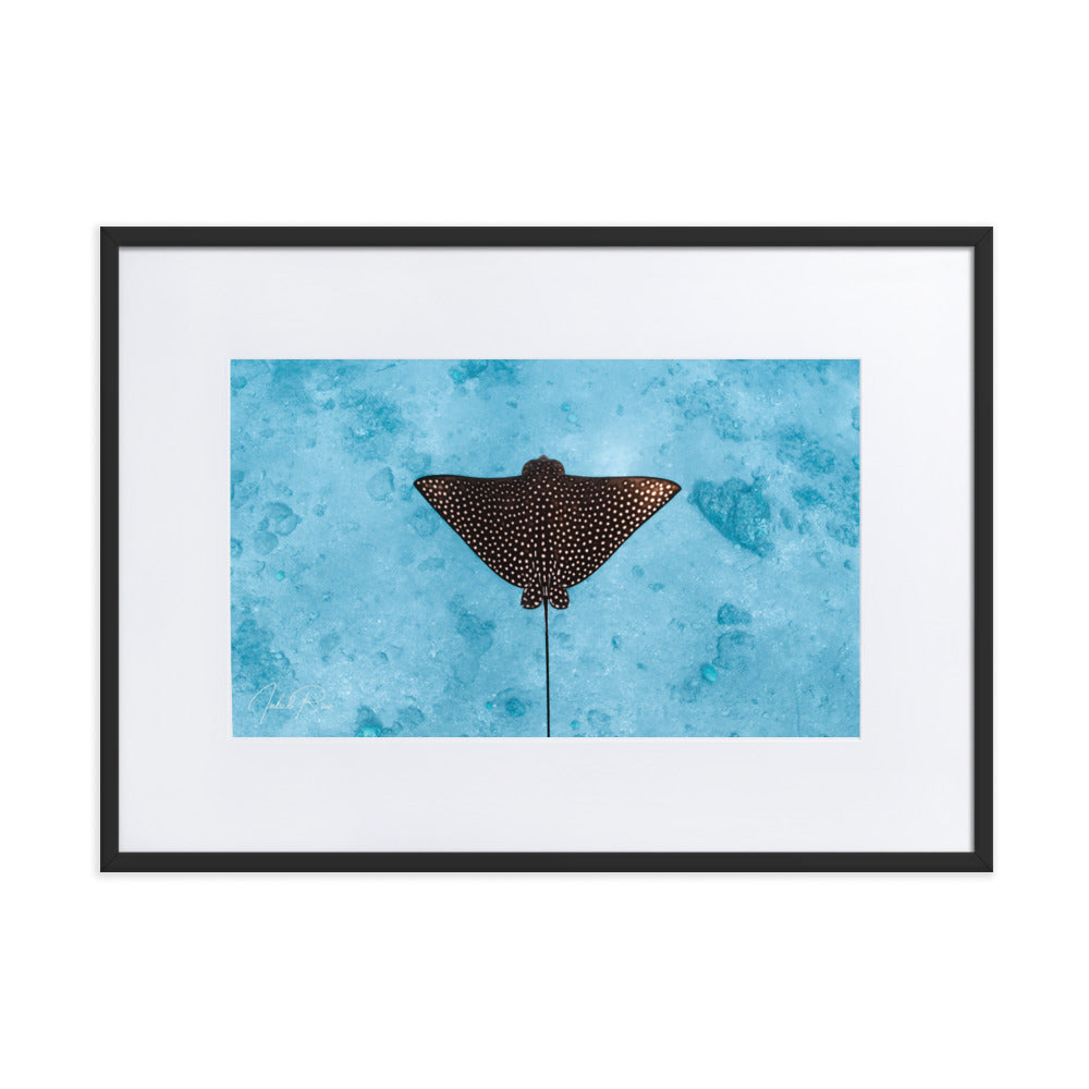 Eagle Ray