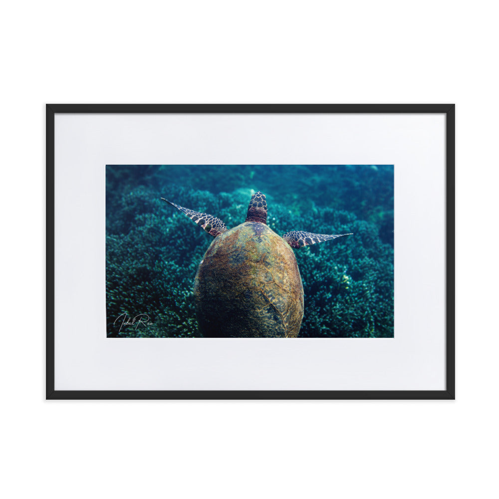 Gliding Sea Turtle