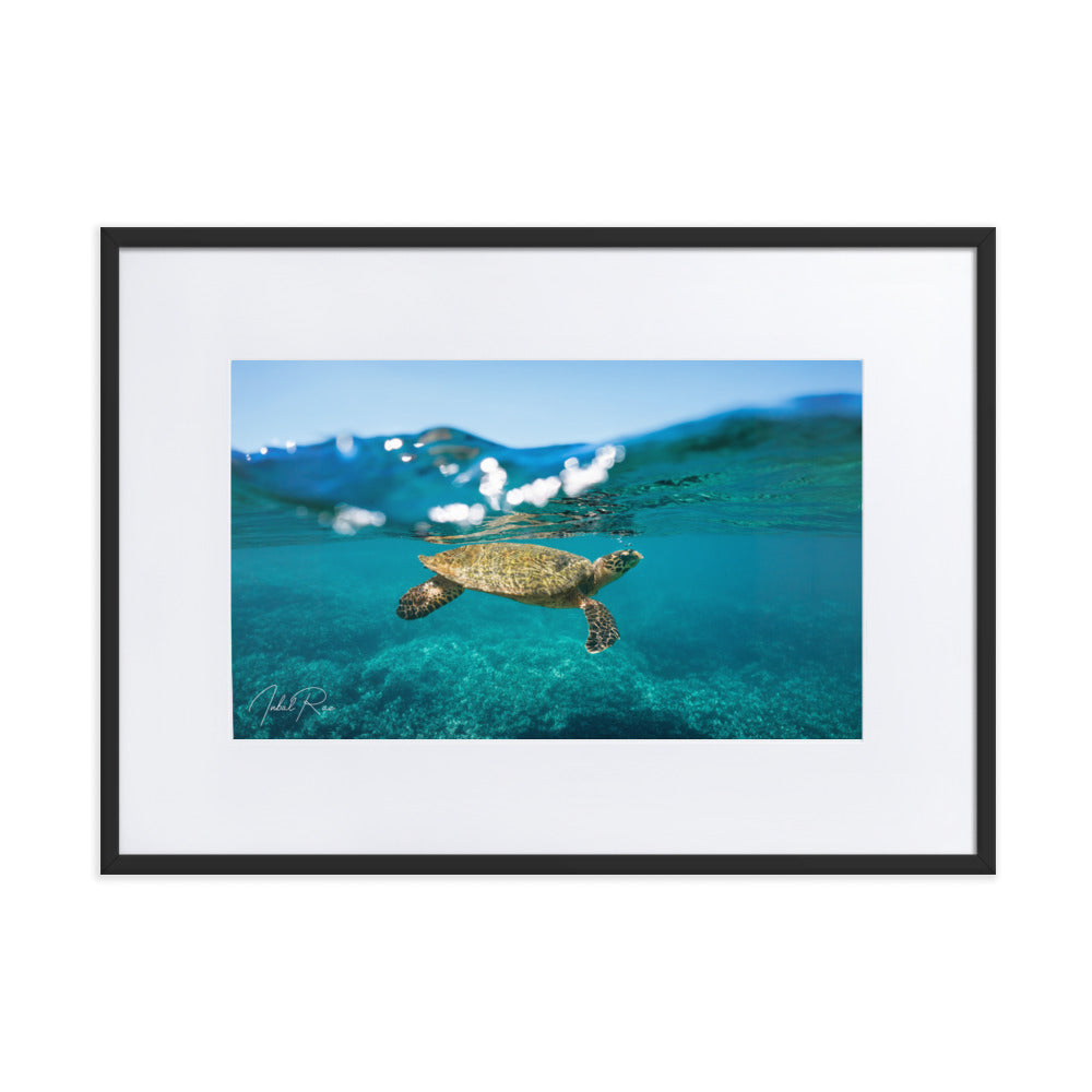 Sea Turtle at the Surface
