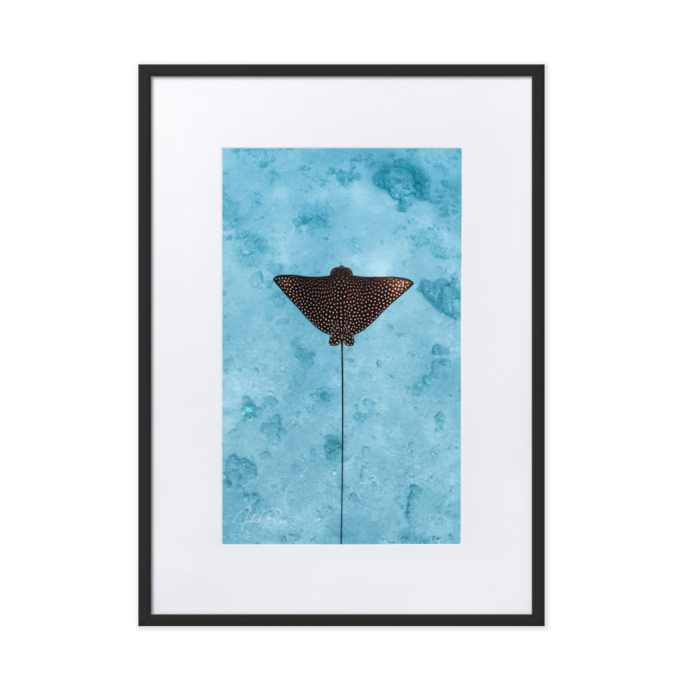 Eagle Ray (vertical)