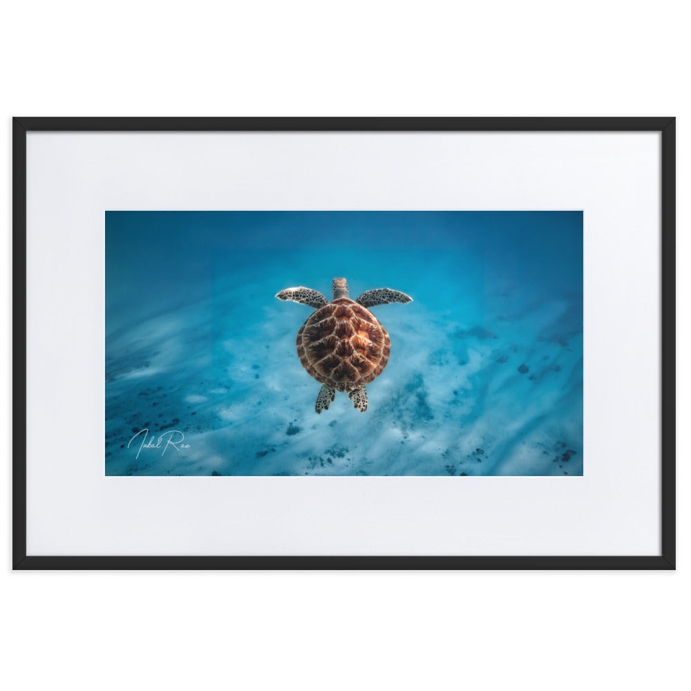 Flying Sea Turtle