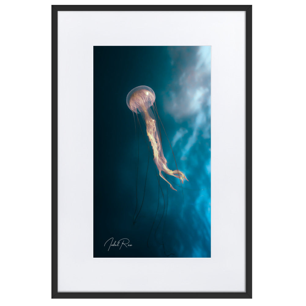 Jellyfish in the Mozambican