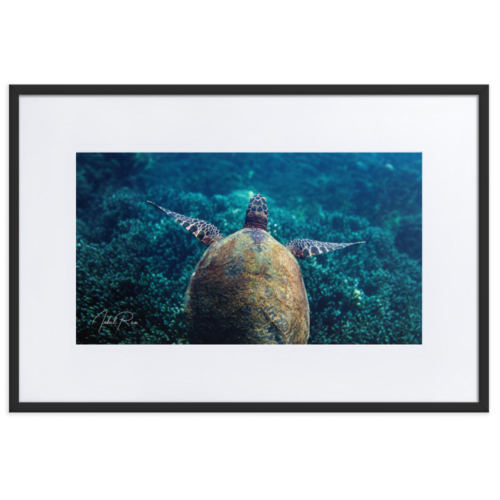 Gliding Sea Turtle