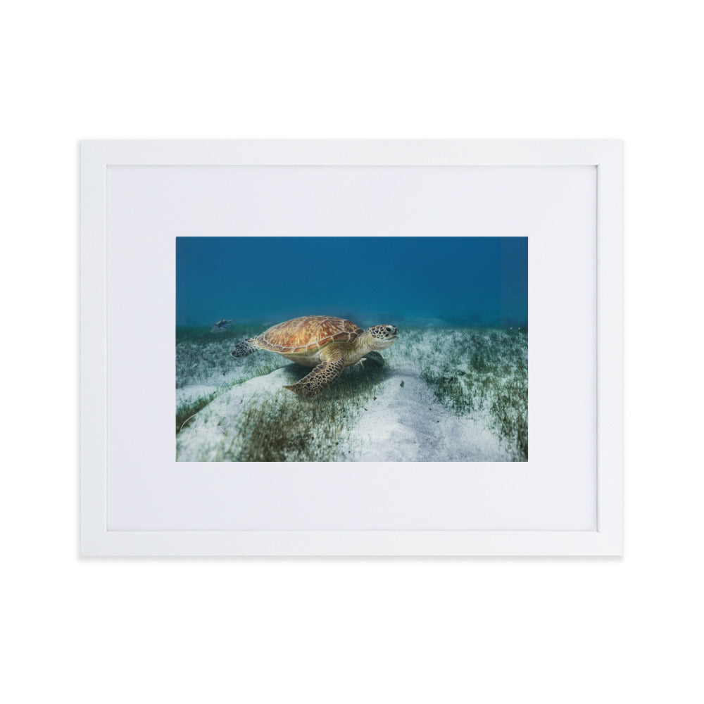 Mauritian Sea Turtle