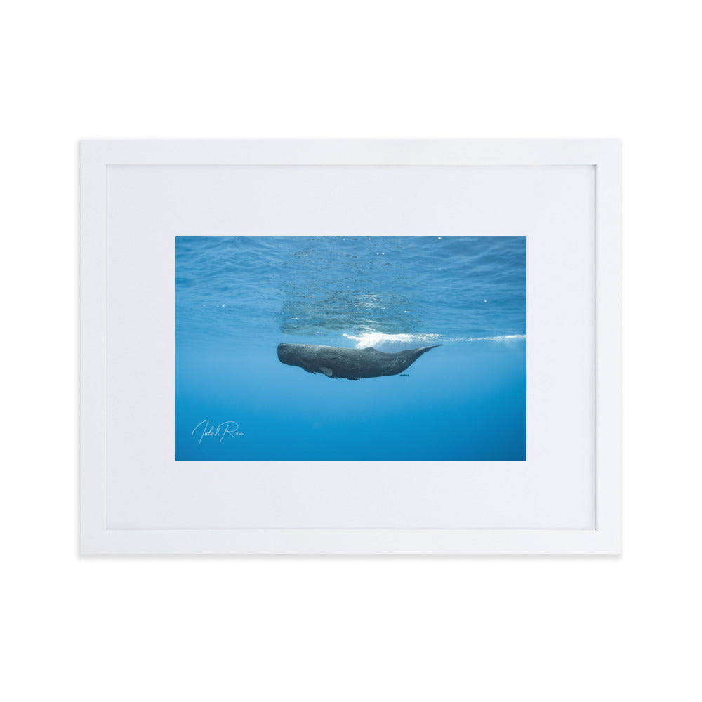 Sperm Whale in the Big Blue