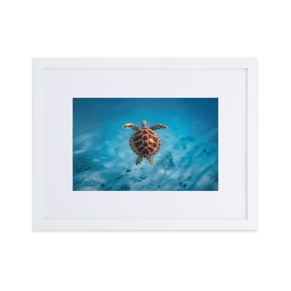 Flying Sea Turtle