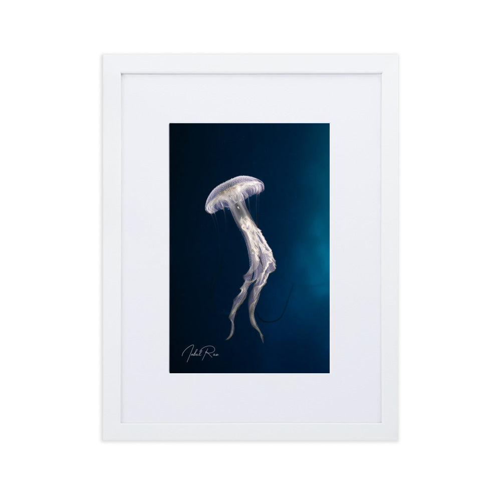 Elegance of a Jellyfish