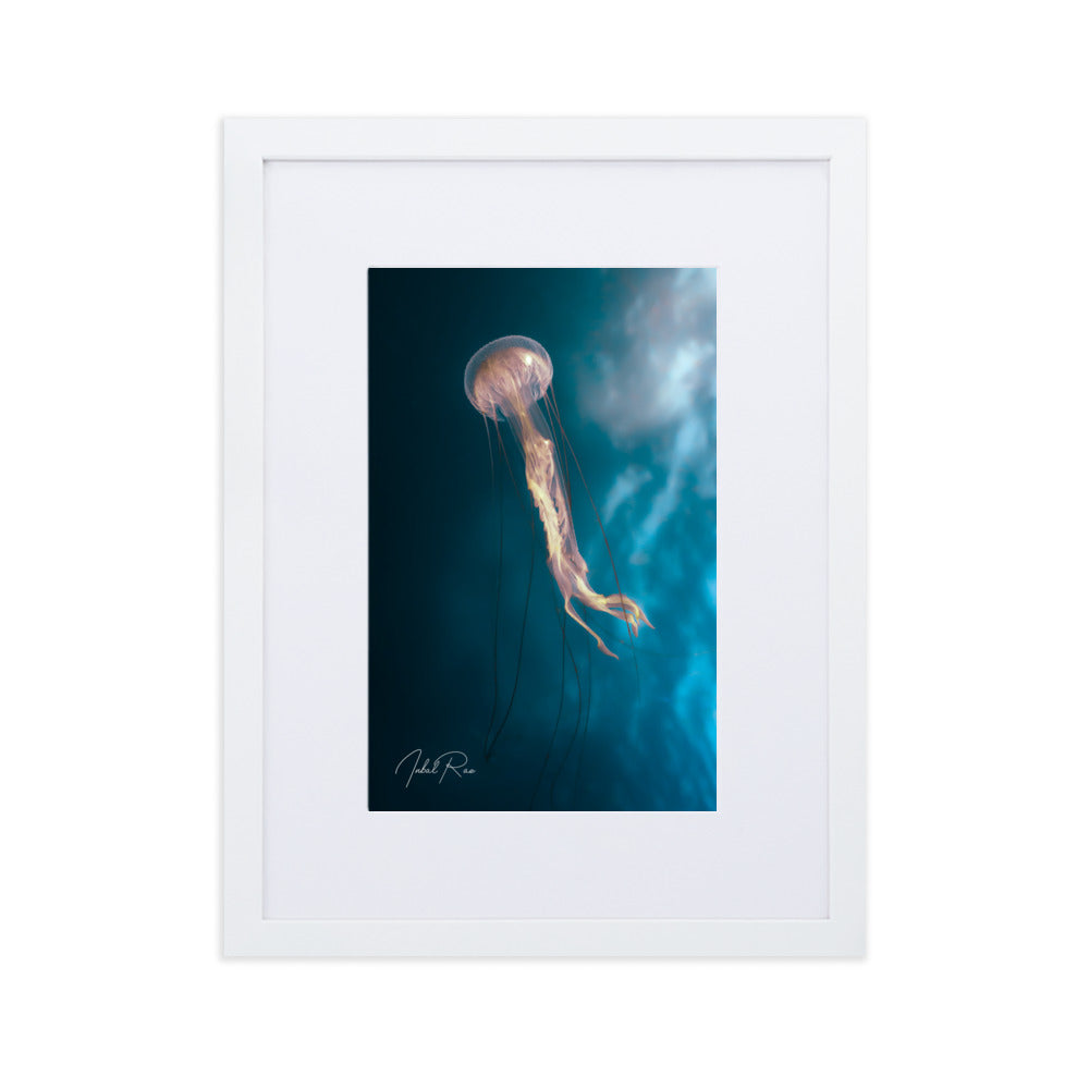Jellyfish in the Mozambican