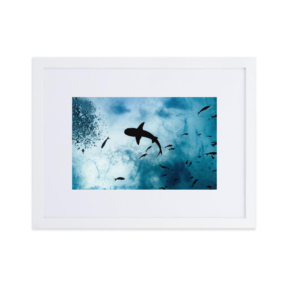 A Shark from a Different Angle
