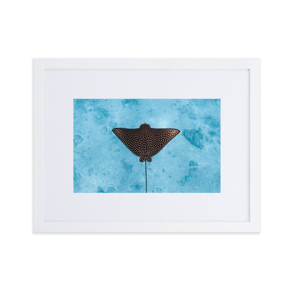 Eagle Ray