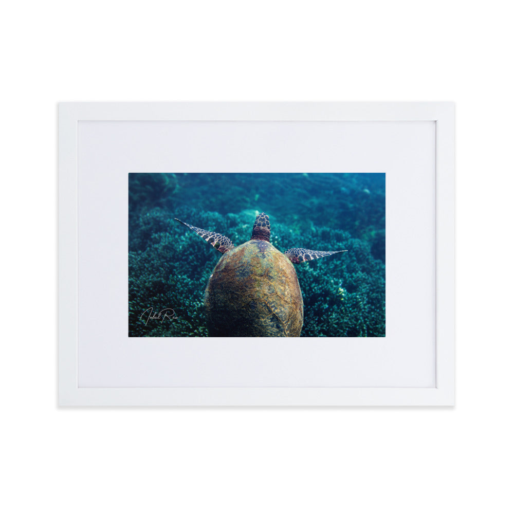 Gliding Sea Turtle