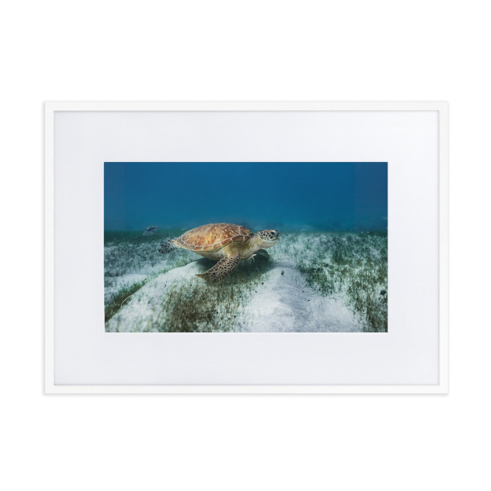 Mauritian Sea Turtle