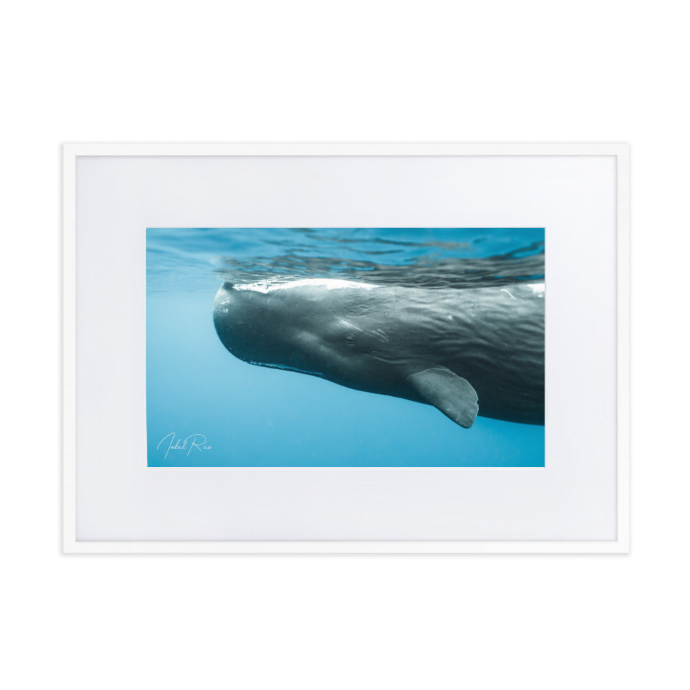 Eye to Eye with a Sperm Whale
